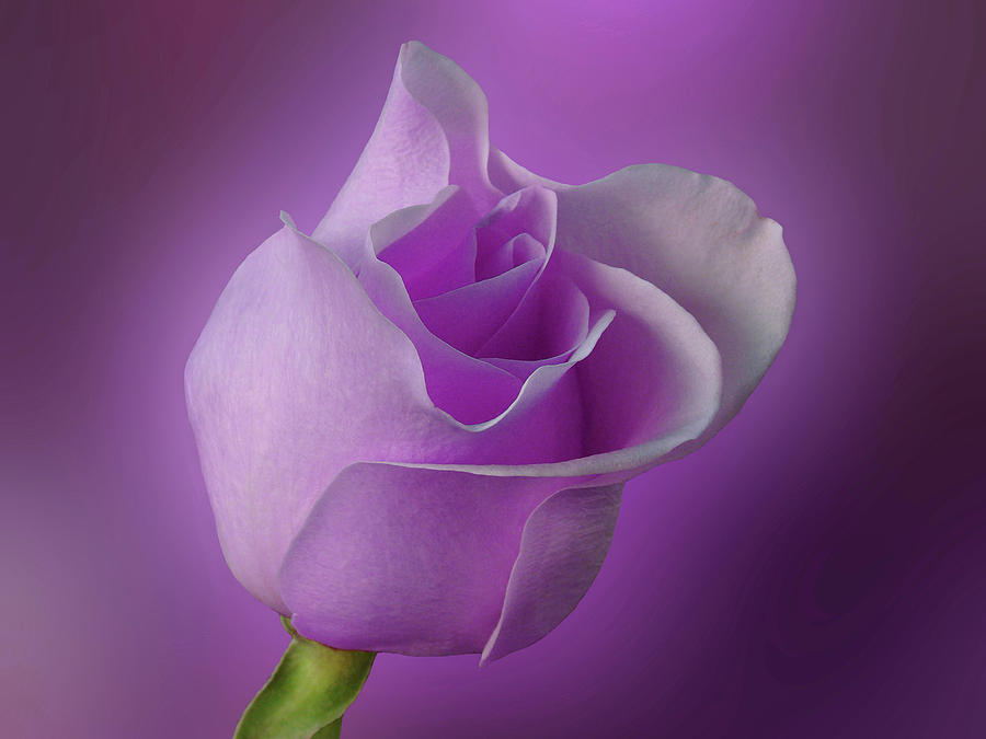 Mystical Purple Rose Photograph By Sandy Keeton 