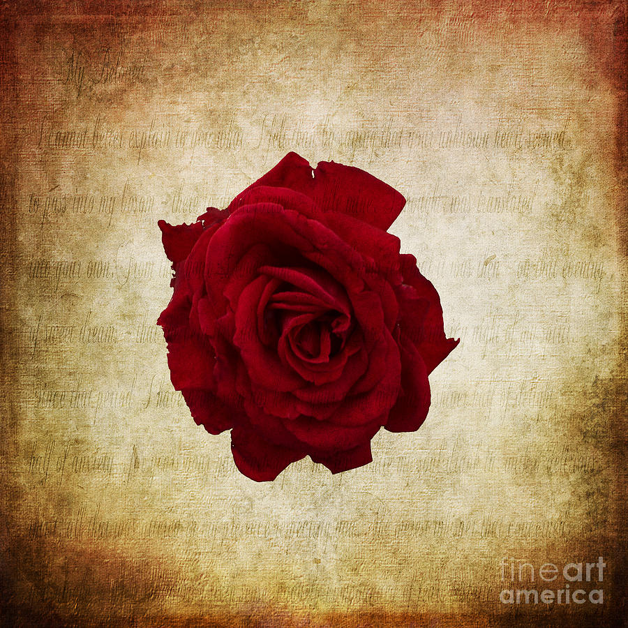 Mystical Rose Photograph by Judy Wolinsky