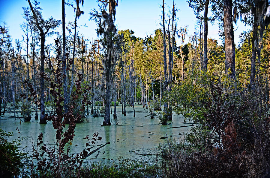 Mystical Swamp Photograph by Linda Brown
