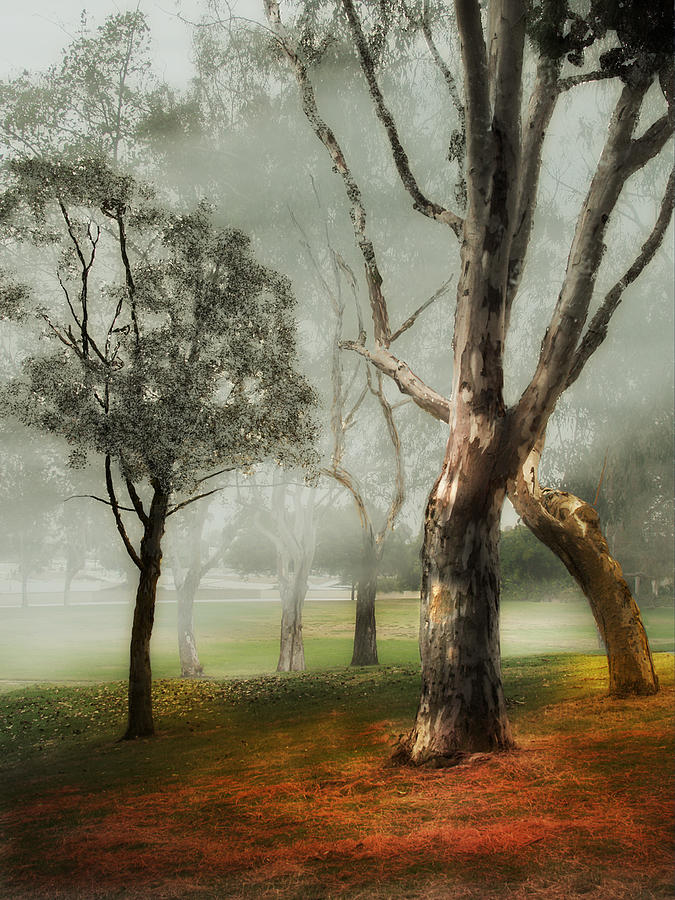 Mystical Trees Photograph by Maria Holmes