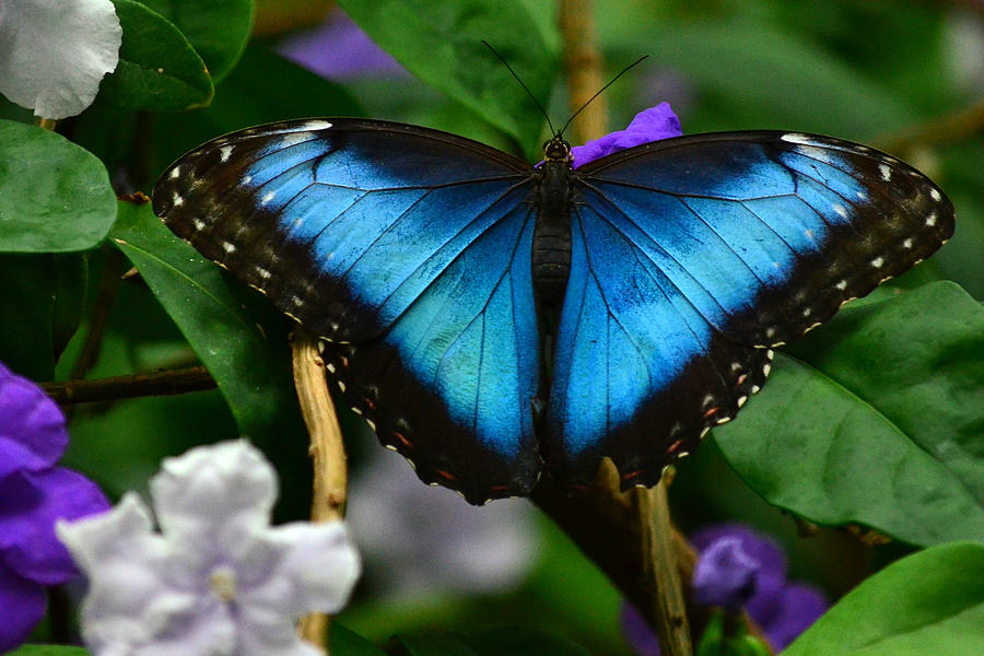 Mystical Wings 2 Photograph By Fraida Gutovich - Fine Art America