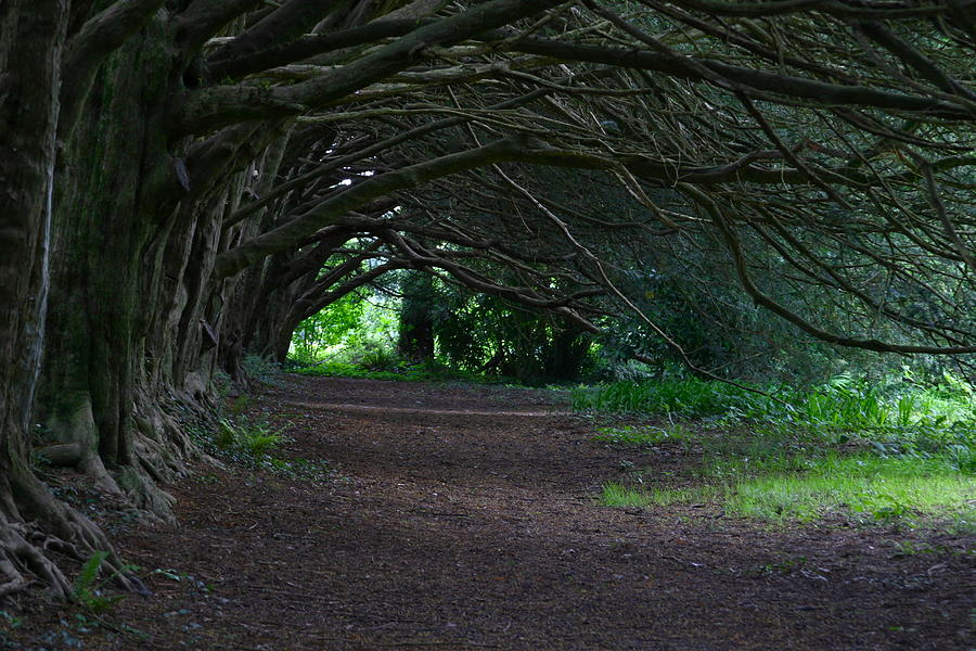 Mystical Yew Trees Photograph by Denise Mazzocco