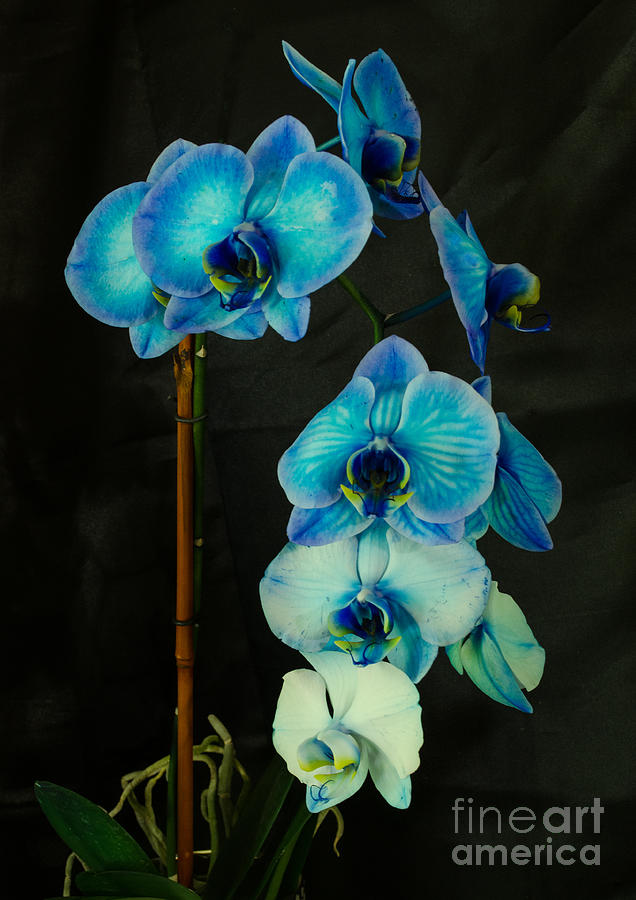 Mystique Blue Orchids Photograph by Donna Brown