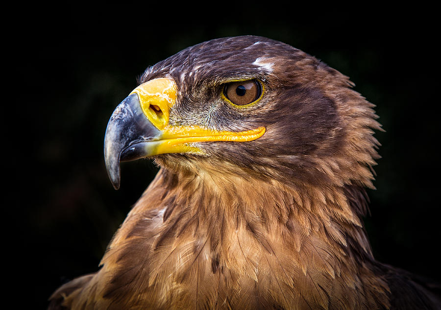 Eagle Photograph - Mystique by Tim Booth