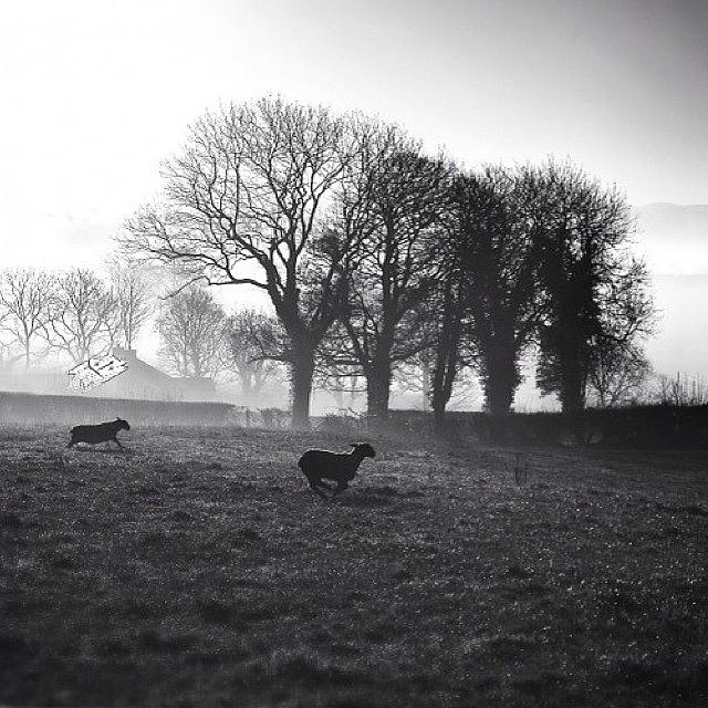 Sheep Photograph - N. Ireland by Aleck Cartwright