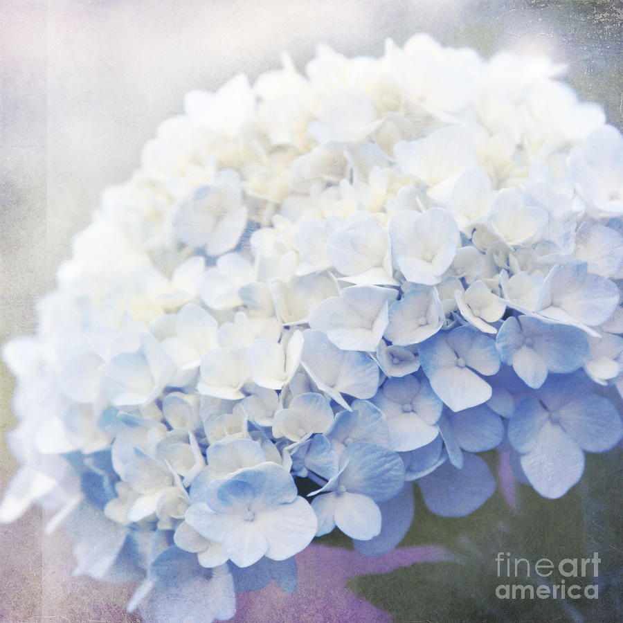 Flower Photograph - Na Makana by Sharon Mau