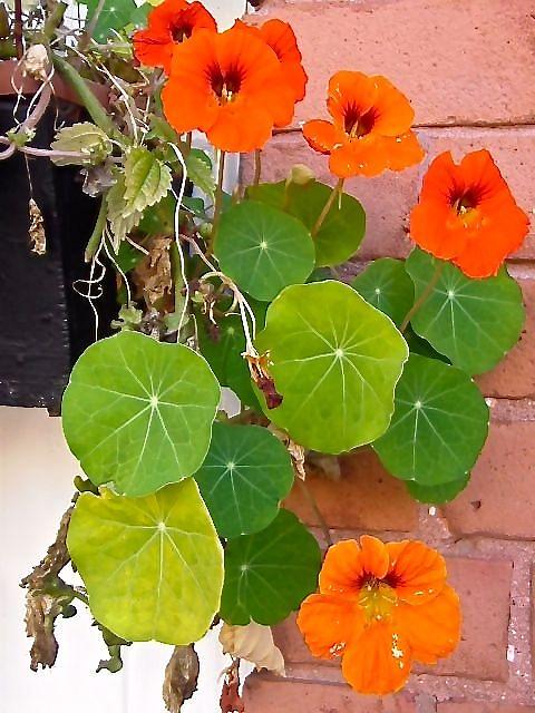 Nasturtiums Photograph by Stephanie Moore