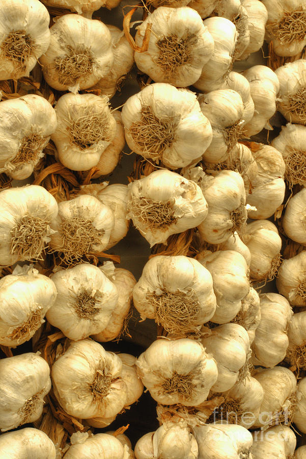 Nafplio Greek Garlic Photograph by Deborah Smolinske