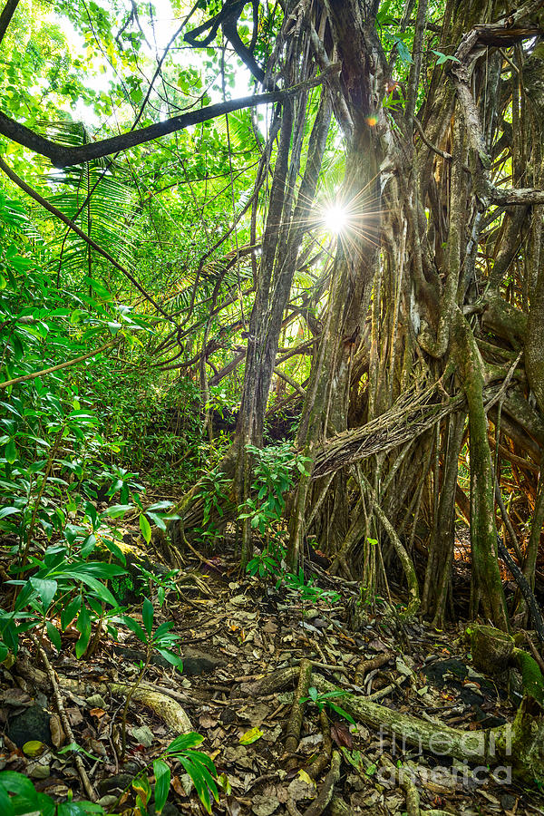 Prehistoric Photograph - Nahiku Jungle by Jamie Pham