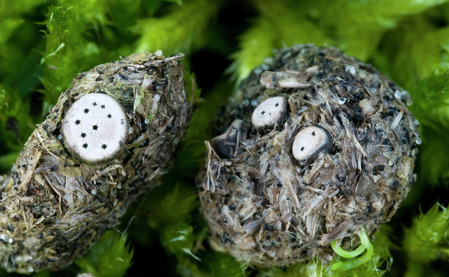 Nature Photograph - Nail Fungi by Nigel Downer