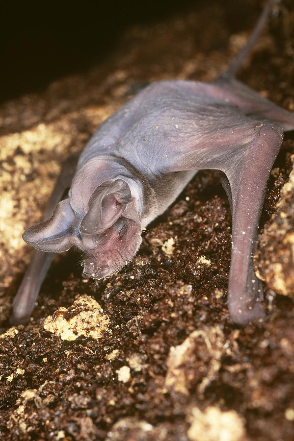 Naked Bat Photograph by Simon D. Pollard