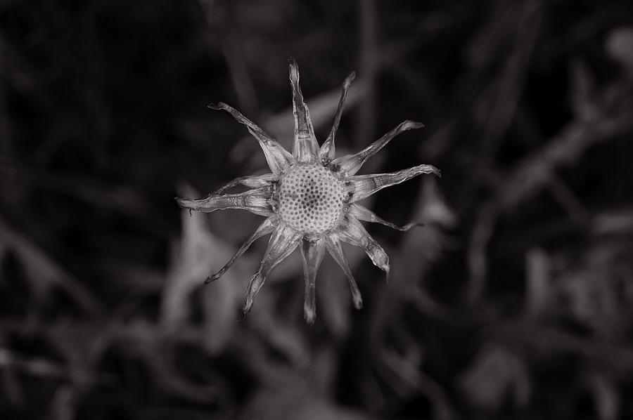 Naked Dandelion Photograph By Sean Wray Pixels