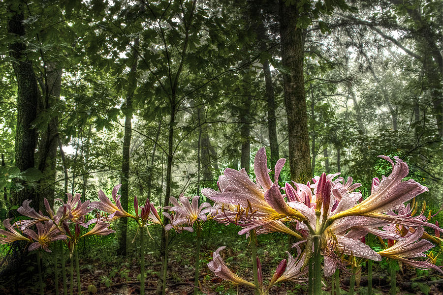 Flower Photograph - Naked Ladies Dancing in the Mist by William Fields