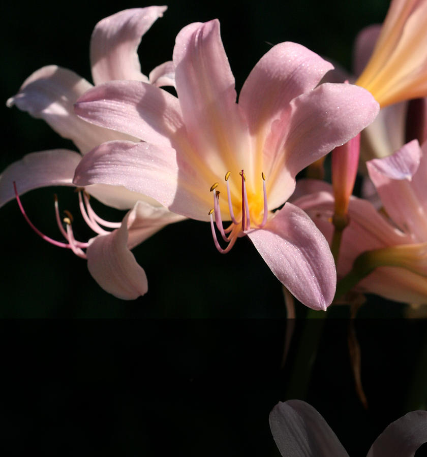 Naked Lady Lilies by Peg Toliver Naked Lady Lilies by Peg Toliver