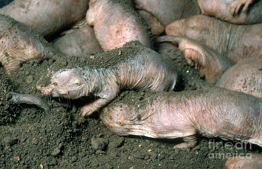 Animal Photograph - Naked Mole Rats by Gregory G. Dimijian, M.D.