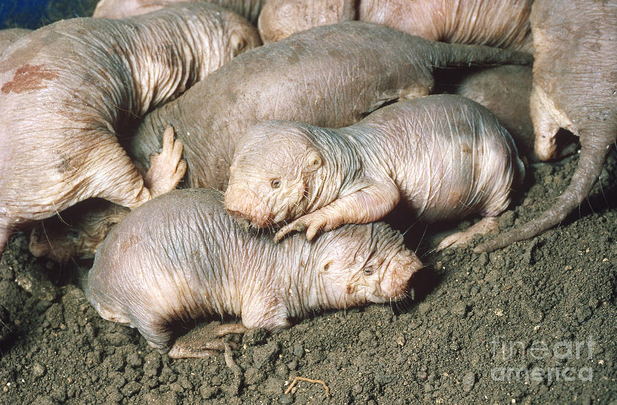 Naked Mole-rats Photograph by Gregory G. Dimijian