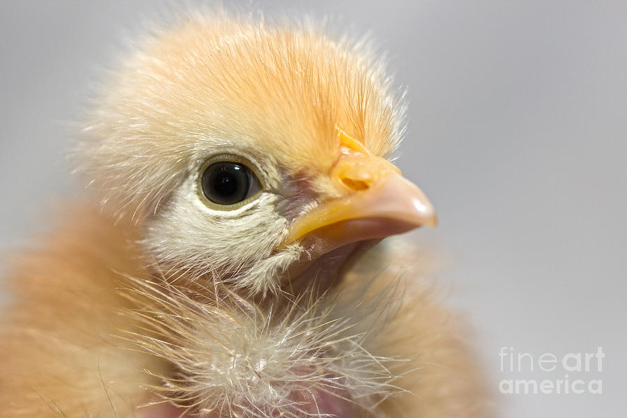 Naked Neck Chick Photograph by Jeannette Hunt