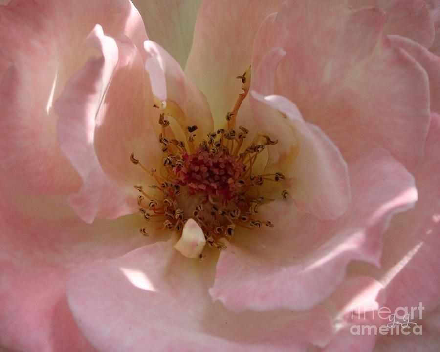 Naked Rose Photograph by Geri Glavis