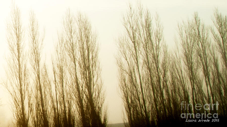 Naked Trees 3 Photograph by Artist and Photographer Laura Wrede