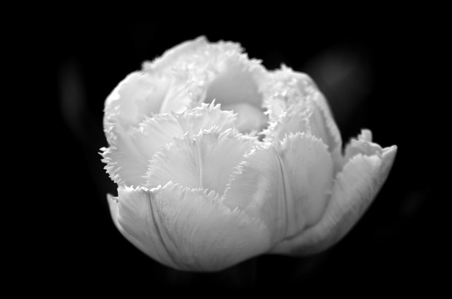 Naked Tulip Photograph By Julie Cowin Fine Art America