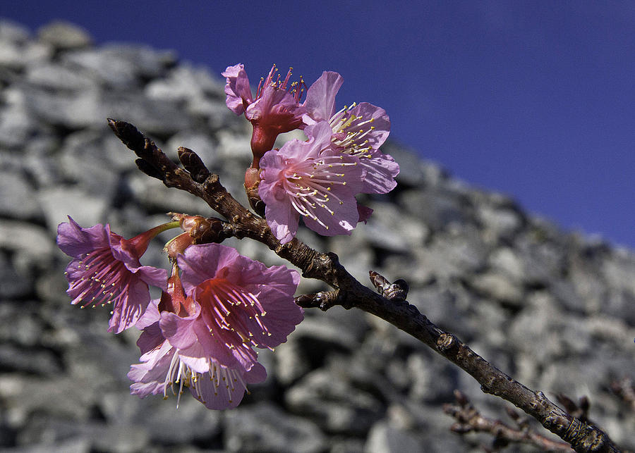 Nakijin Cherry Blossoms Photograph by Gary Hughes