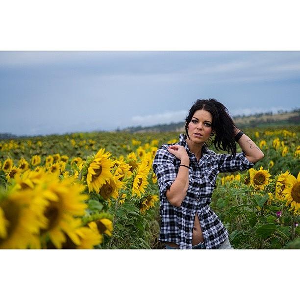 @nakita_j In The Sunflower Fields Photograph by Jamie Koppen