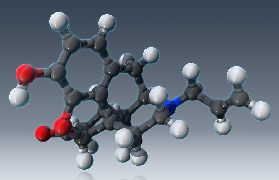Naloxone, Molecular Model Photograph by Evan Oto