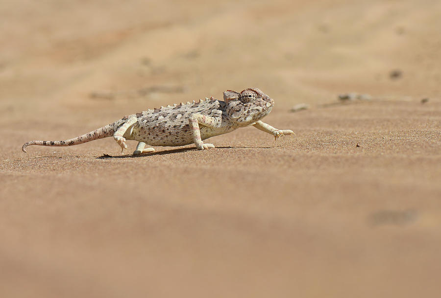 Namaqua Chameleon Photograph by Francesco Tomasinelli