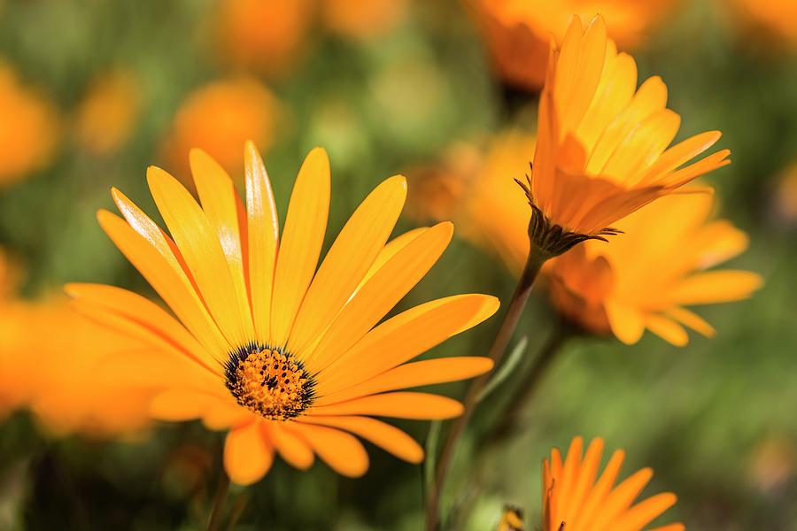 Namaqua Daisy Flower Photograph by Peter Chadwick/science Photo Library ...