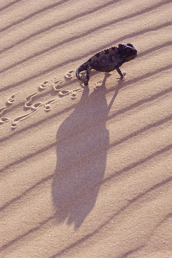 Namaqualand Chameleon Photograph by Karl H. Switak