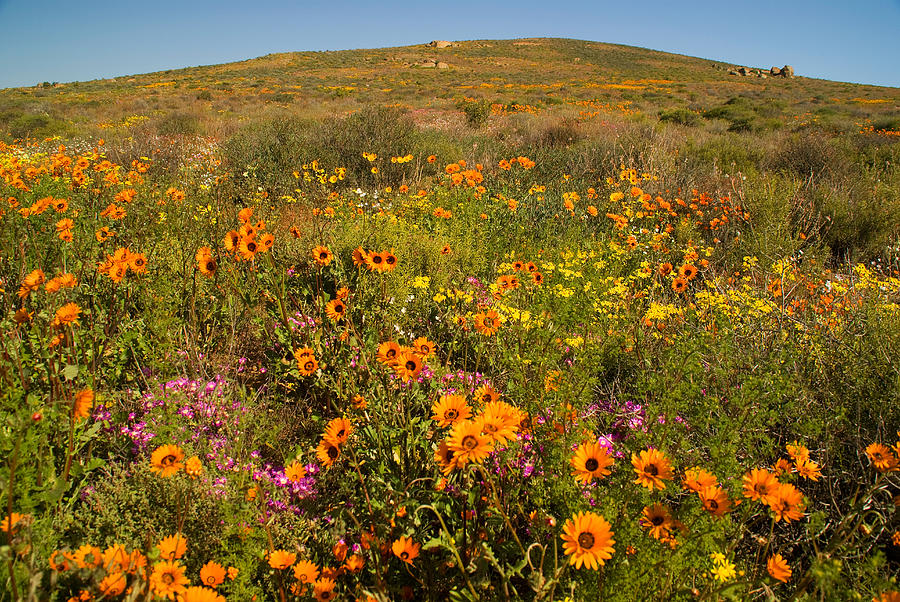Namaqualand flowers Photograph by Dennis Cox