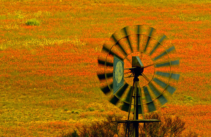 Namaqualand windmill Photograph by Dennis Cox