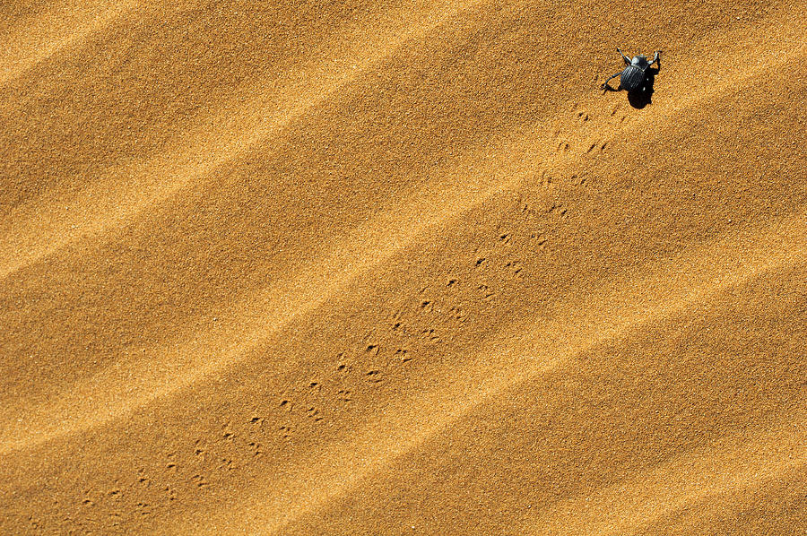 Namib Desert Beetle Photograph By Marco Bottigelli Fine Art America   Namib Desert Beetle Marco Bottigelli 