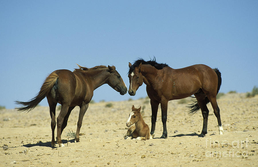 Namib Desert Horses Feral Descendants Photograph by Thomas Dressler