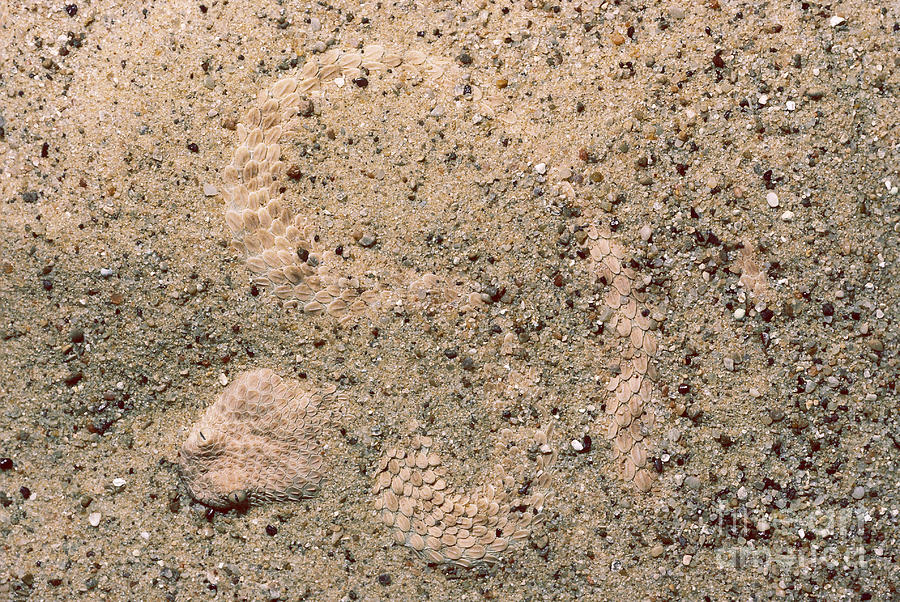 Namib Viper Photograph by Gregory G. Dimijian, M.D.