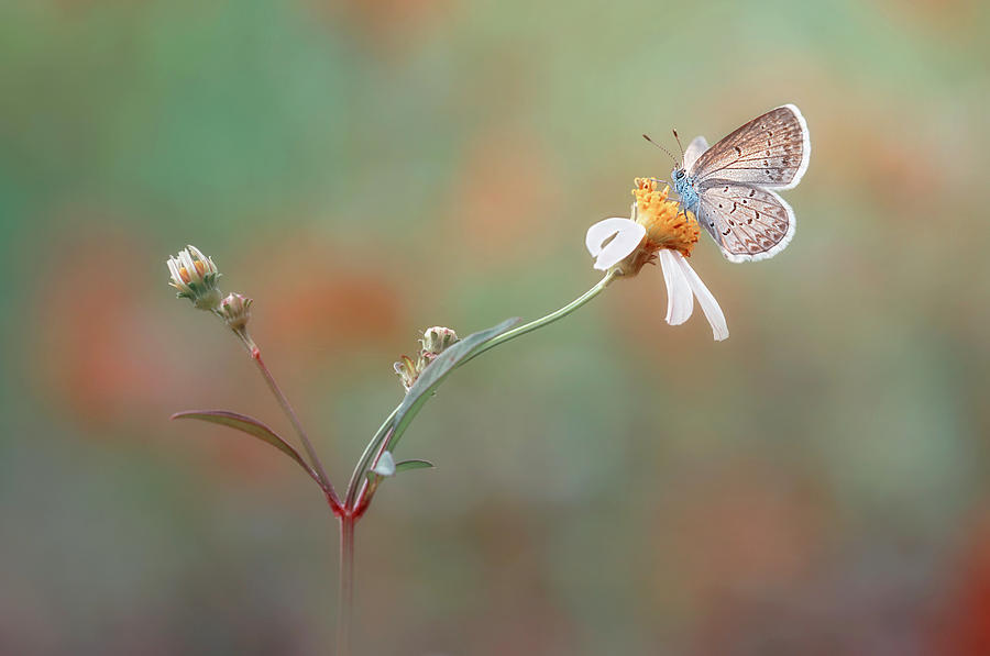 Butterfly Photograph - Nangkring Indah by Adi Isna Maulana