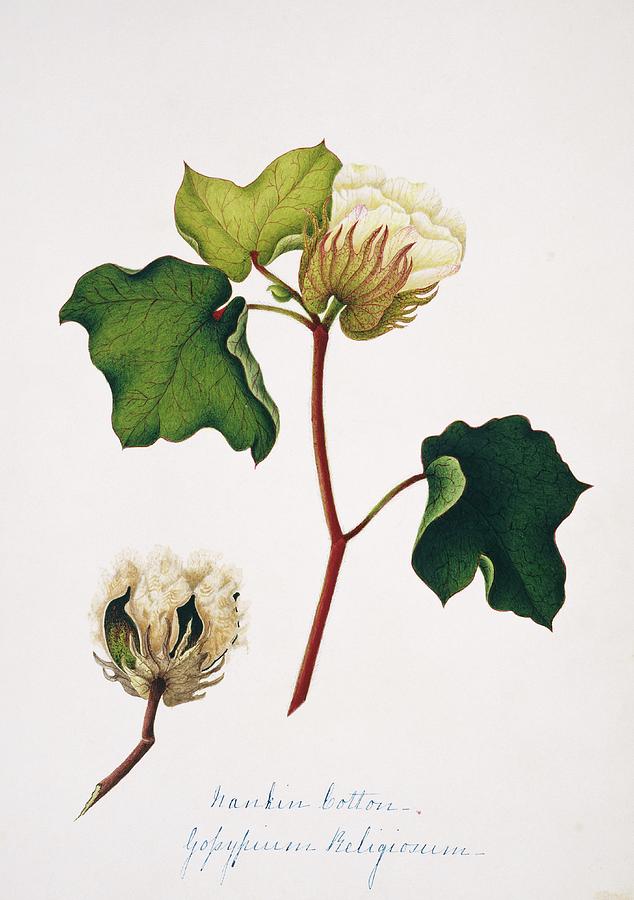 Nankeen Cotton Flowers And Boll Photograph by Natural History Museum, London/science Photo Library