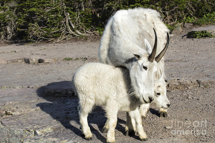 Nanny Comforts Baby Goat Photograph by Timothy Hacker