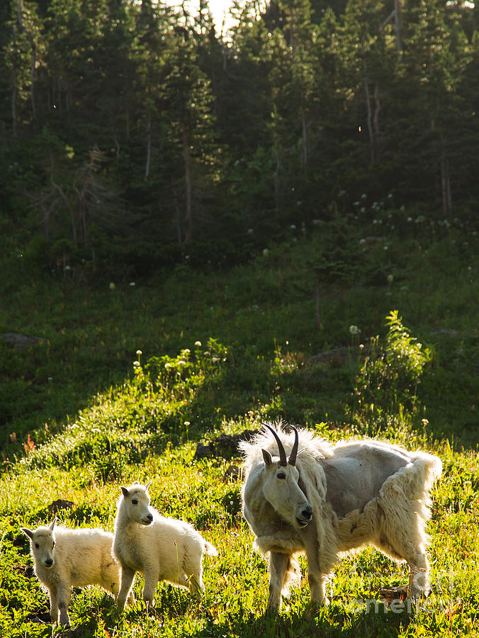 Nanny Goat and Her Two Kids Photograph by Natural Focal Point Photography