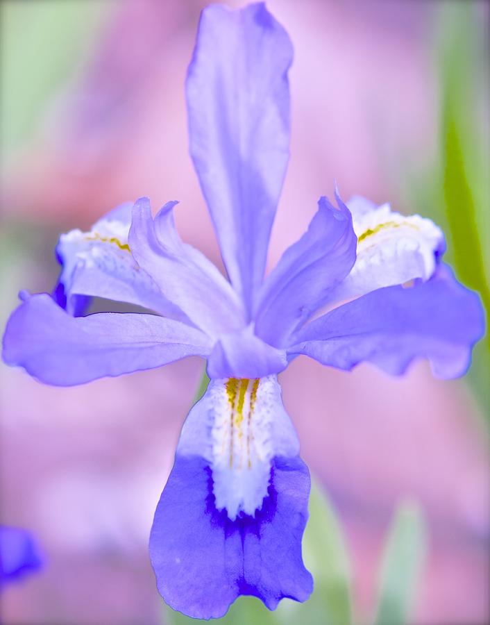 Flower Photograph - Nannys Iris by Gwendolyn Christopher