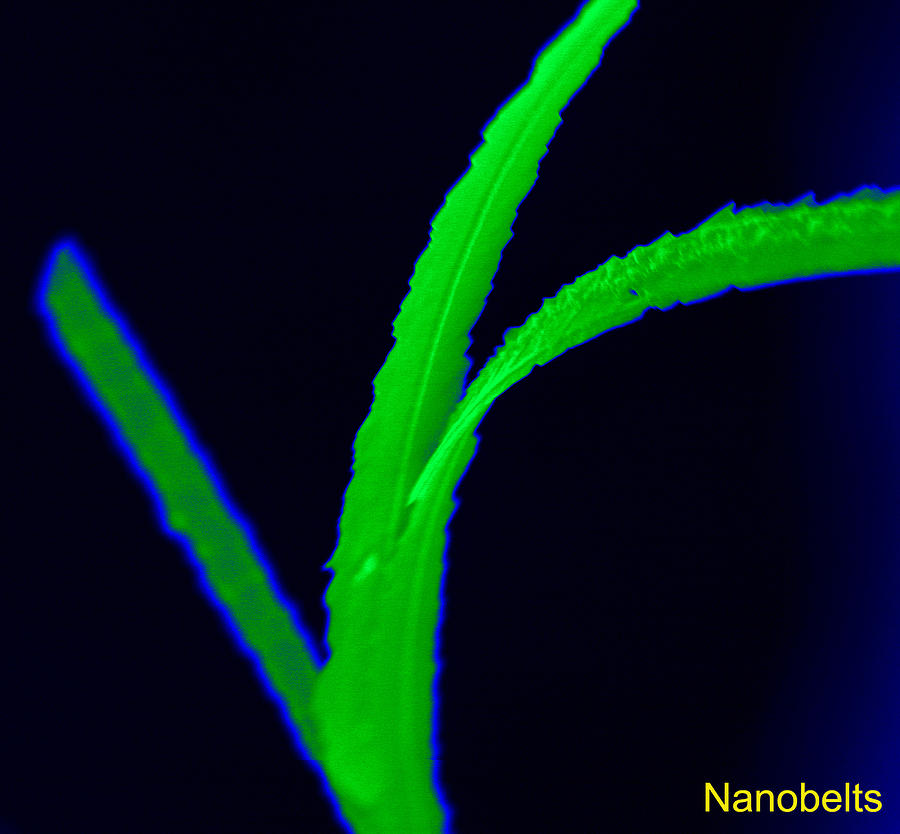 Nanobelts, Sem Photograph by Science Source