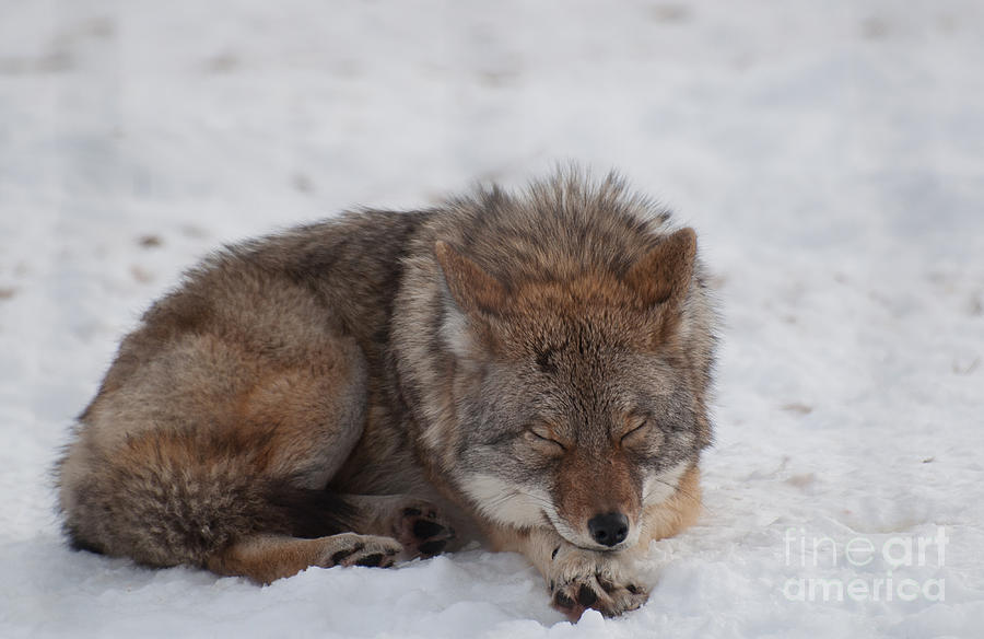 Winter Photograph - Nap Time by Bianca Nadeau