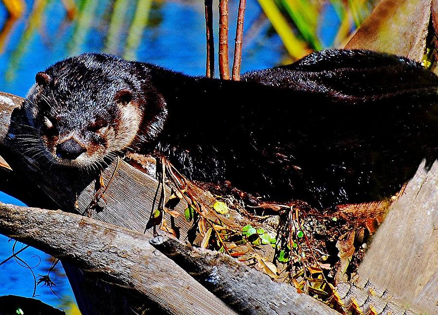 Otter Photograph - Nap time  by Davids Digits