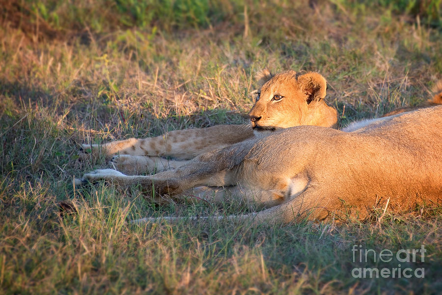 Nap time for the lions, South Africa Photograph by Delphimages Photo Creations