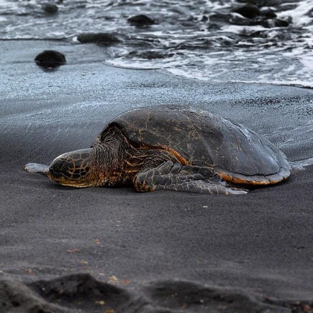 Turtle Photograph - Nap Time.... #instagood #blacksandbeach by Brian Governale