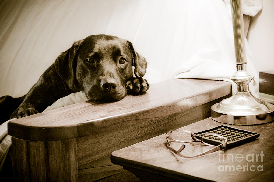 Labrador Retriever Photograph - Nap Time by John Hassler