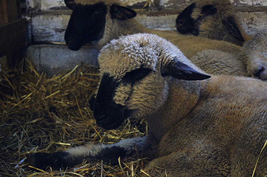 Sheep Photograph - Nap Time by Mary Vinagro
