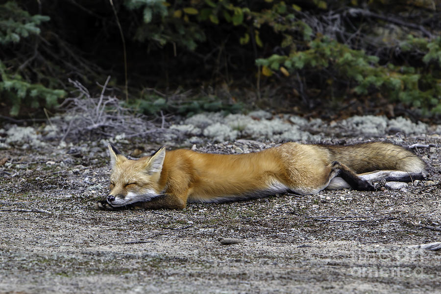 Nature Photograph - Nap Time Red Fox by Rick Mousseau