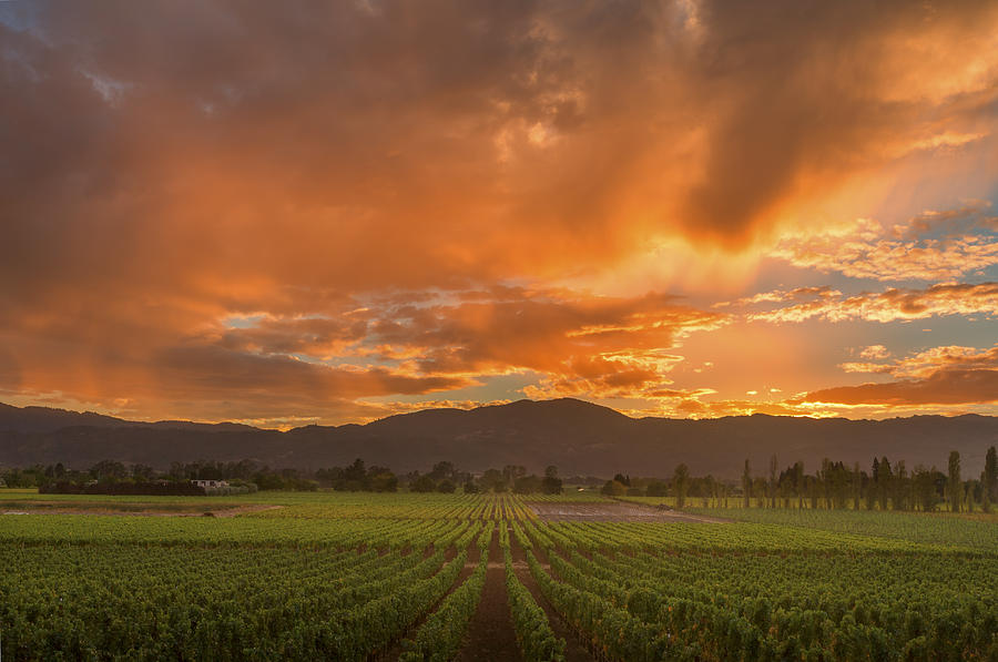 Napa Valley California Vineyard landscape Sunset Photograph by Spondylolithesis