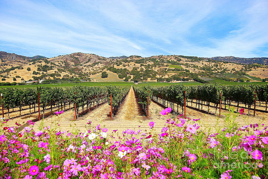 Napa Valley Vineyard With Cosmos Photograph by Catherine Sherman